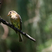 Buff-breasted Flycatcher